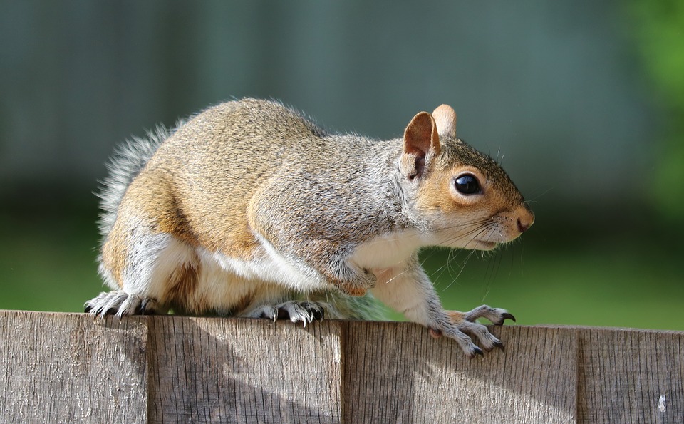 Effective Ways Of Eliminating Rodents