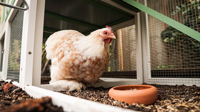 Chicken Coop