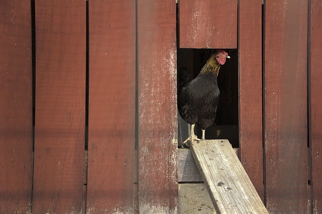 Chicken Coop