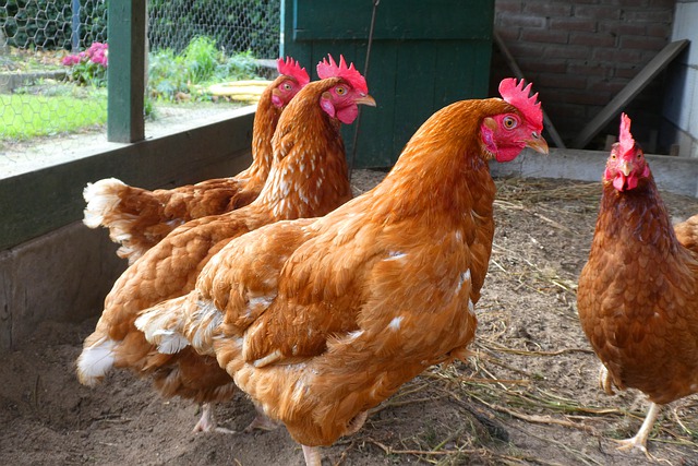 Chicken Coop