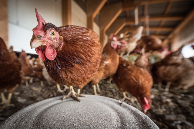 Why a Chicken Coop Is Important
