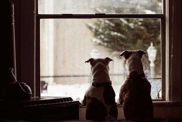 Creating a Pawsitively Perfect Home: Architectural Solutions for a Dog-Friendly Space